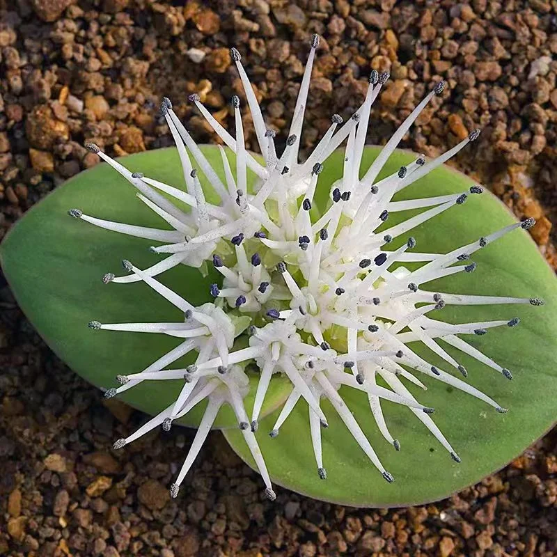 plant Aeonium Echeveria Haworthia  Caudex  Lithops Cactus  Agave 