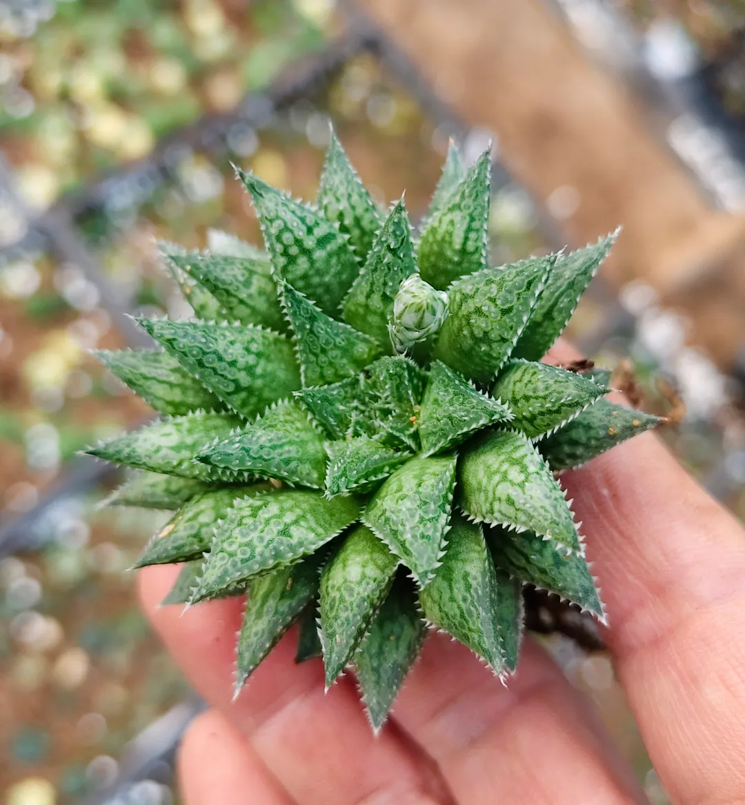 plant Aeonium Echeveria Haworthia  Caudex  Lithops Cactus  Agave 