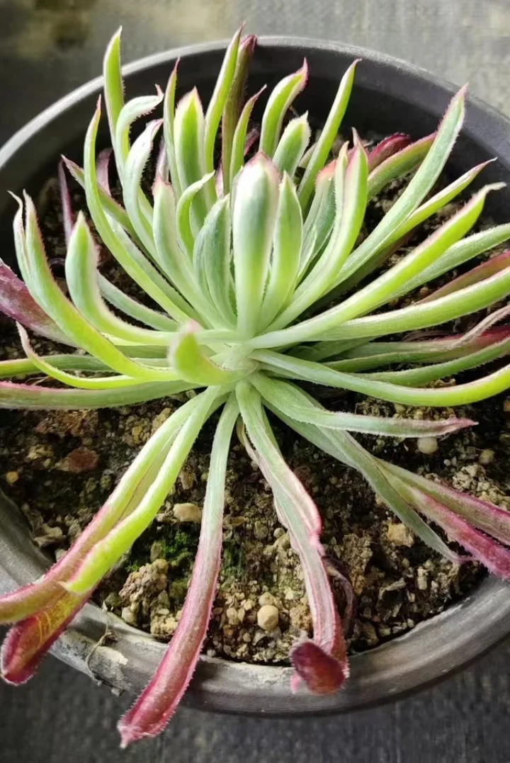 plant Aeonium Echeveria Haworthia  Caudex  Lithops Cactus  Agave 