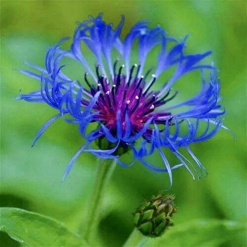 Centaurea montana- Bachelor Buttons