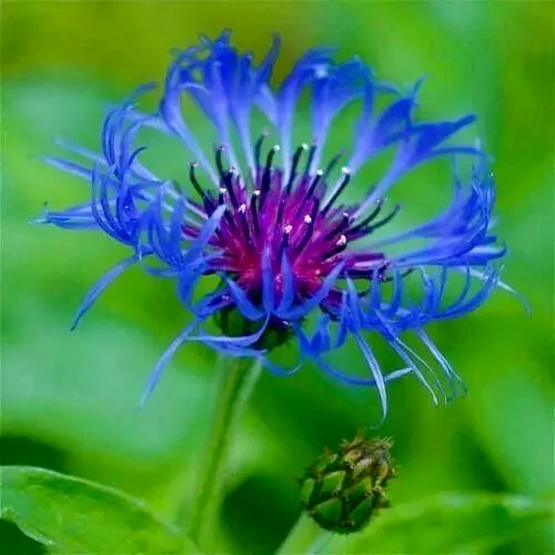 Centaurea montana- Bachelor Buttons