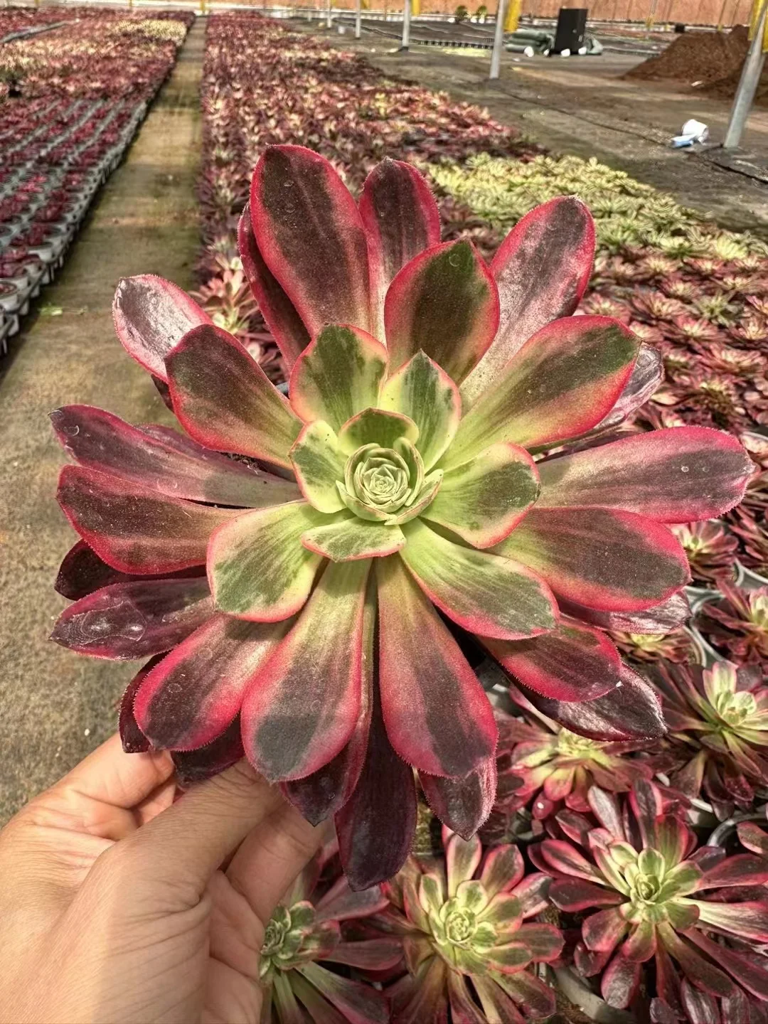 plant Aeonium Echeveria Haworthia  Caudex  Lithops Cactus  Agave 