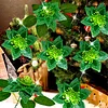 8Pcs 3D Green Artificial Flowers DIY Desktop Diamond Art Kit