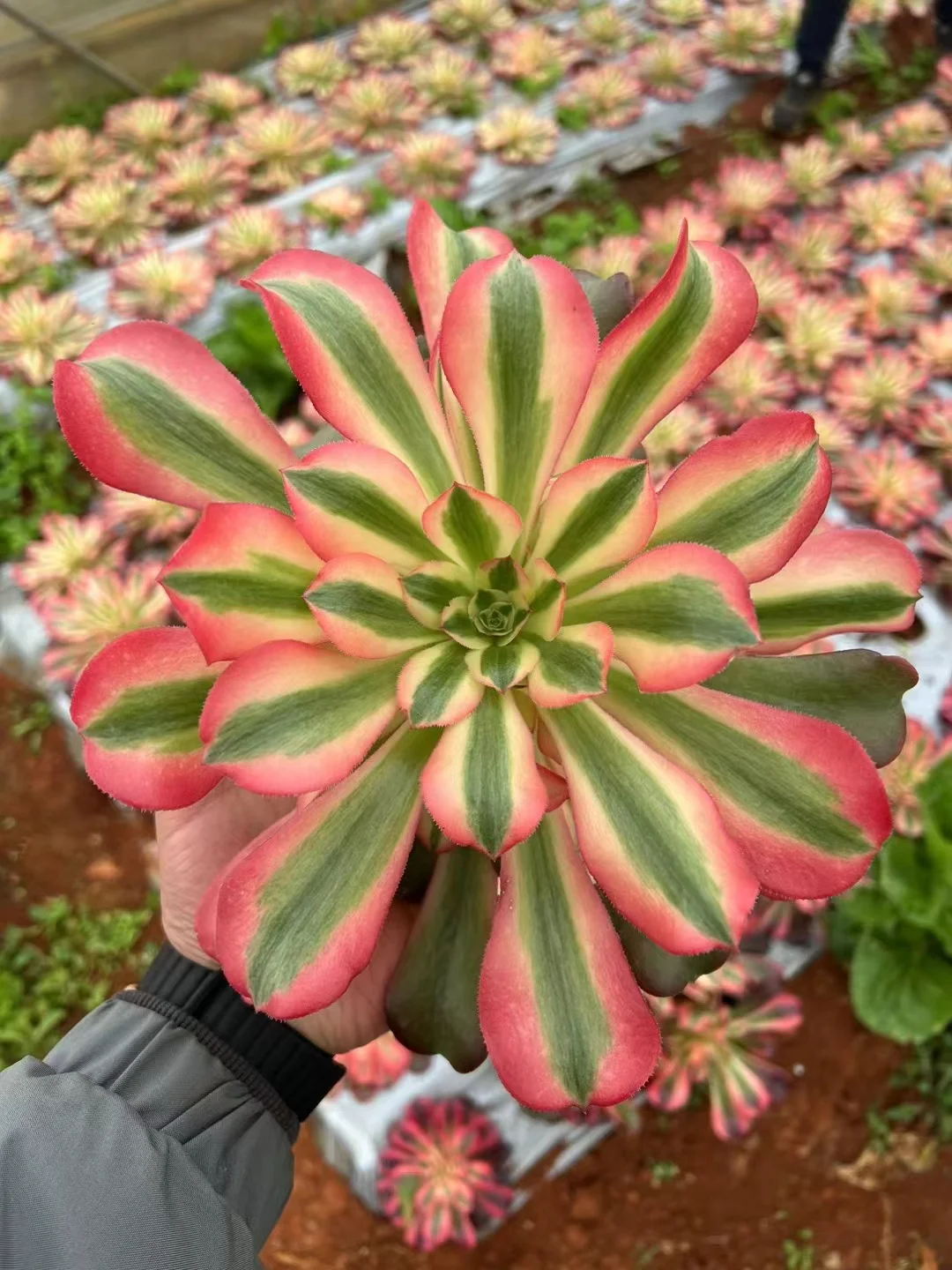 307.  Loki /Xiang fei. single head and cutting/ Aeonium plants/Succulent plants / Garden landscape / Carefully select healthy plants