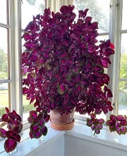 Coleus 'China Rose'