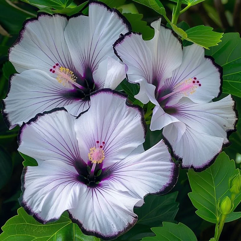 Hibiscus Bi-Color Plants - Silver Edge