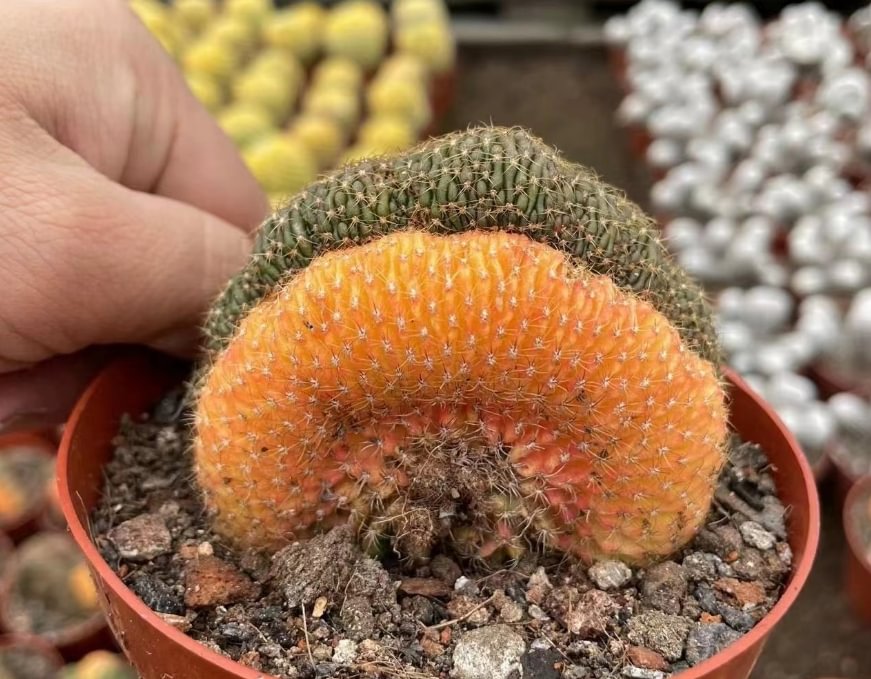651. Matucana aureispina crested variation/Cactus plants /Succulent plants/ Garden landscape / Carefully select healthy plants