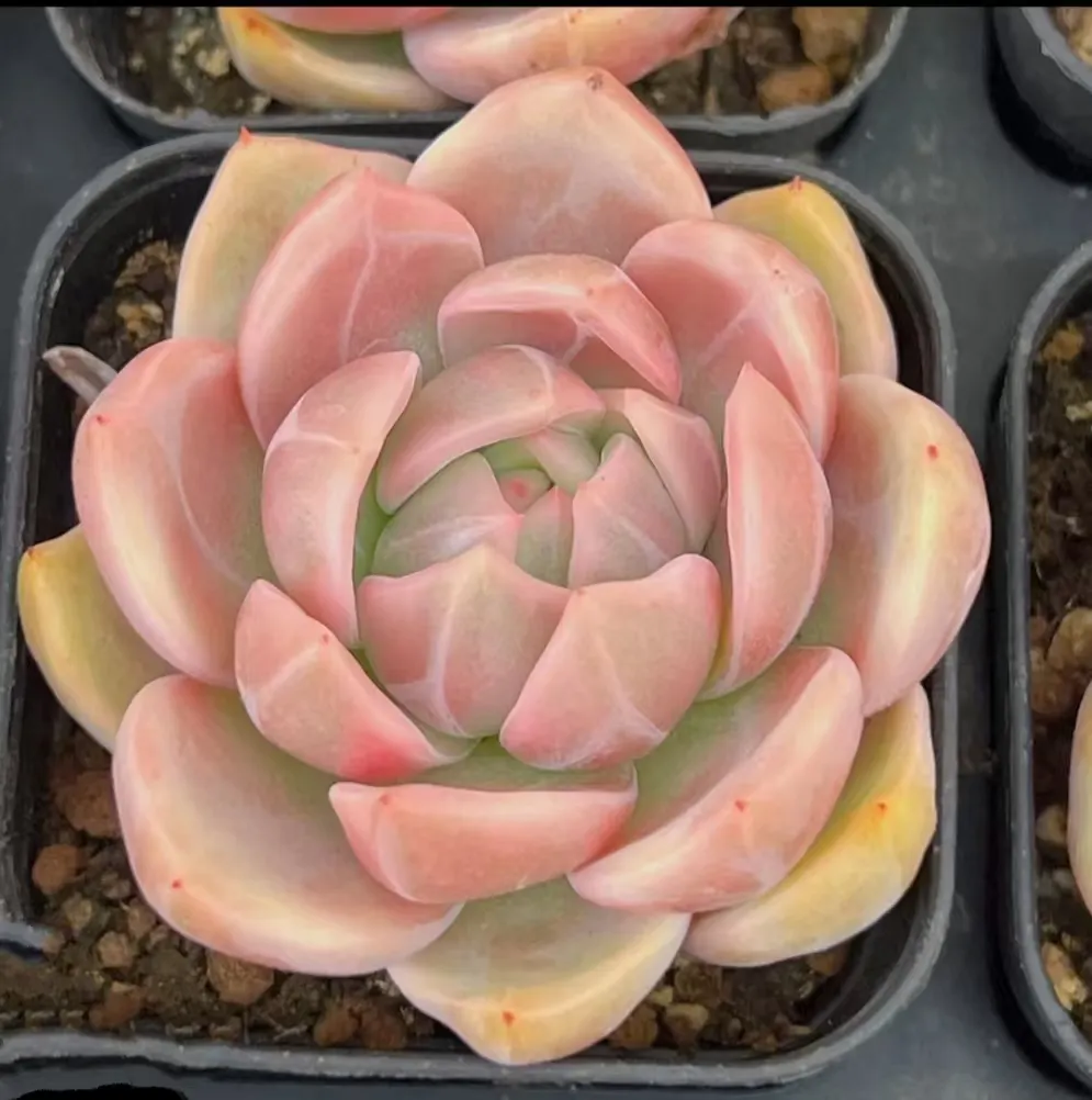 plant Aeonium Echeveria Haworthia  Caudex  Lithops Cactus  Agave 