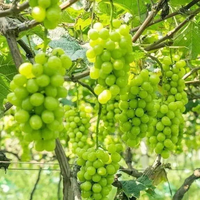 Shine Muscat Tree Seeds-Sunshine Rose Grape（🪴Can be potted）