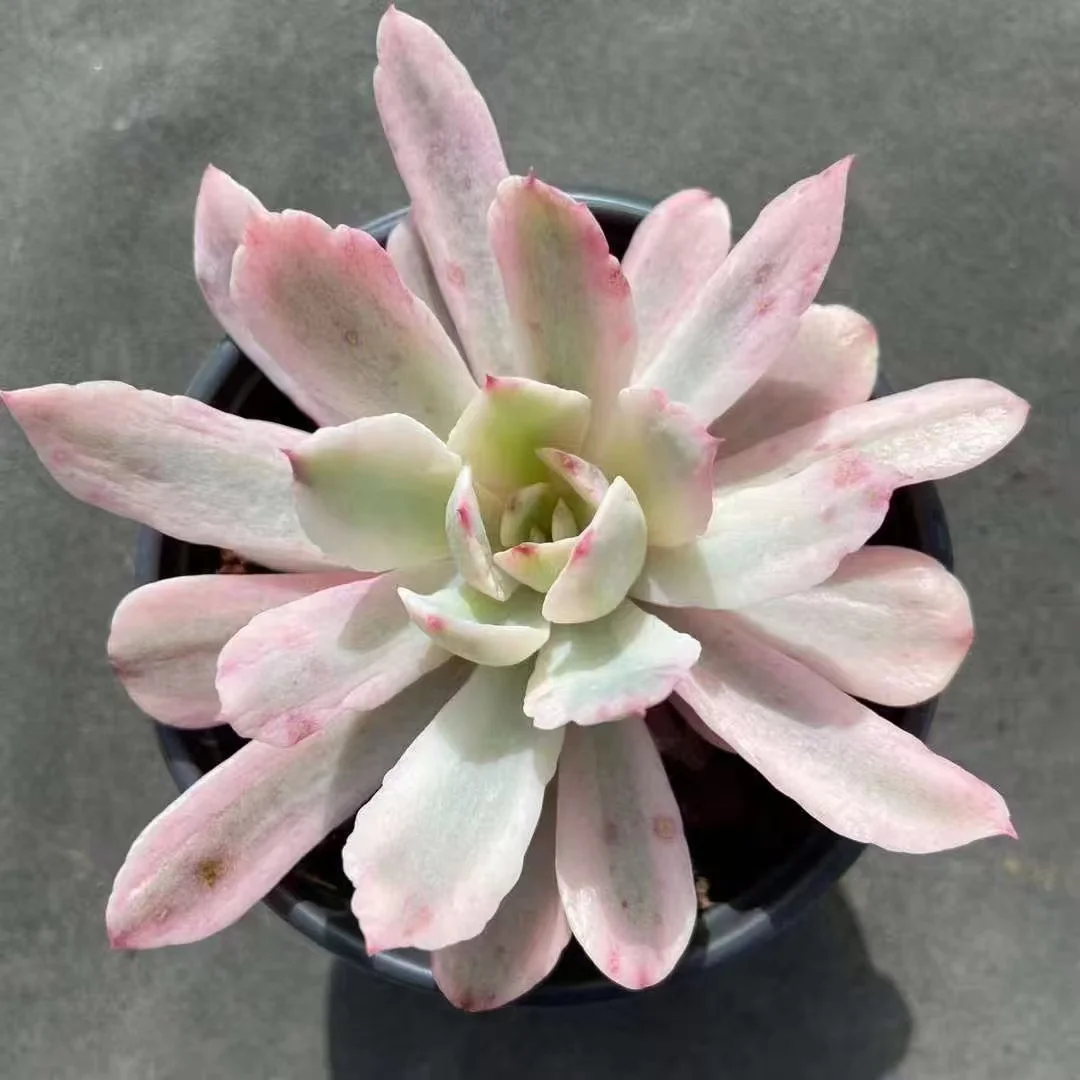 plant Aeonium Echeveria Haworthia  Caudex  Lithops Cactus  Agave 