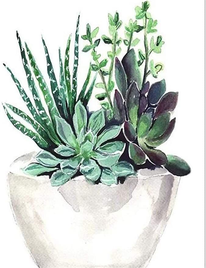 

Succulent Pot – Paint By Numbers - 40*50CM, 501 Original