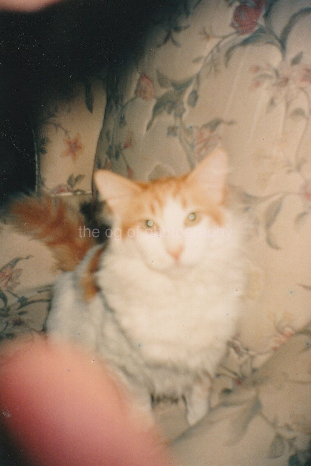 Finger Cat FOUND Photo Poster paintingGRAPH ColorOriginal Snapshot VINTAGE 95 12