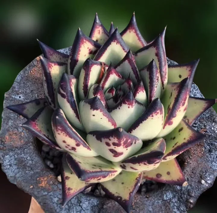 plant Aeonium Echeveria Haworthia  Caudex  Lithops Cactus  Agave 