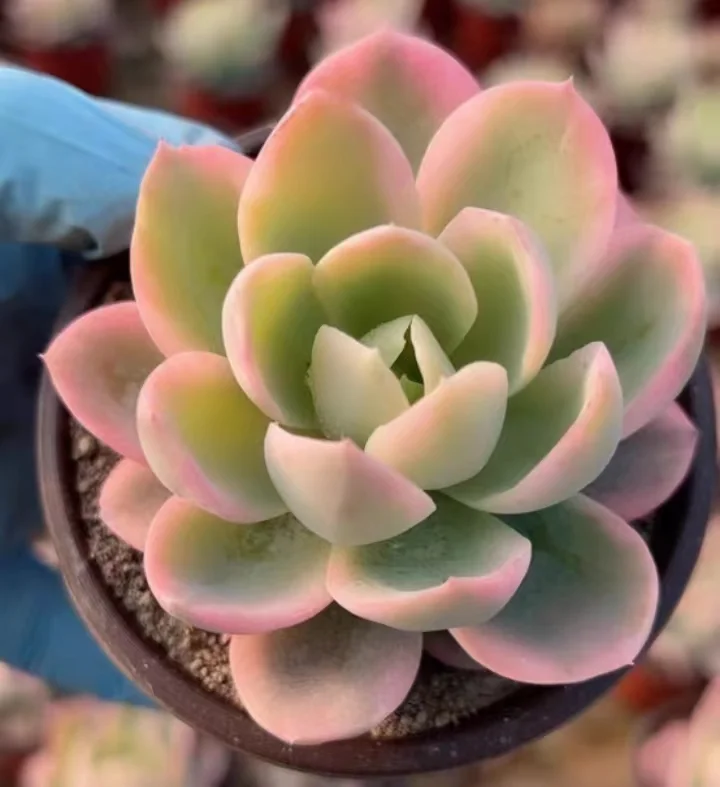 745.   Pink vera brocade  single head  6-8cm / Echeveria / Succulent plants / Garden landscape / Carefully select healthy plants