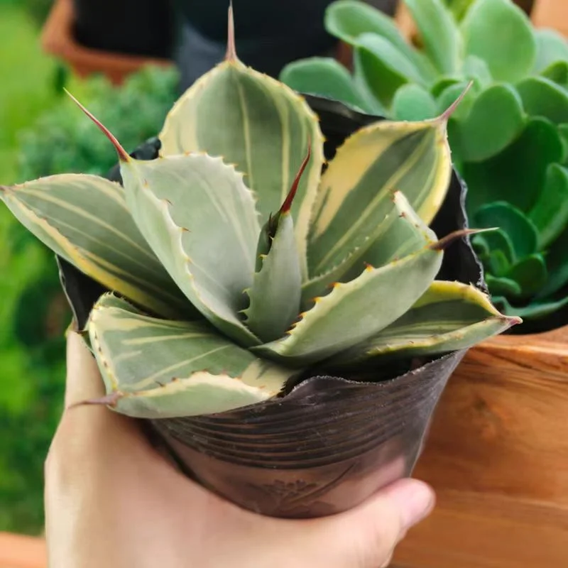 plant Aeonium Echeveria Haworthia  Caudex  Lithops Cactus  Agave 