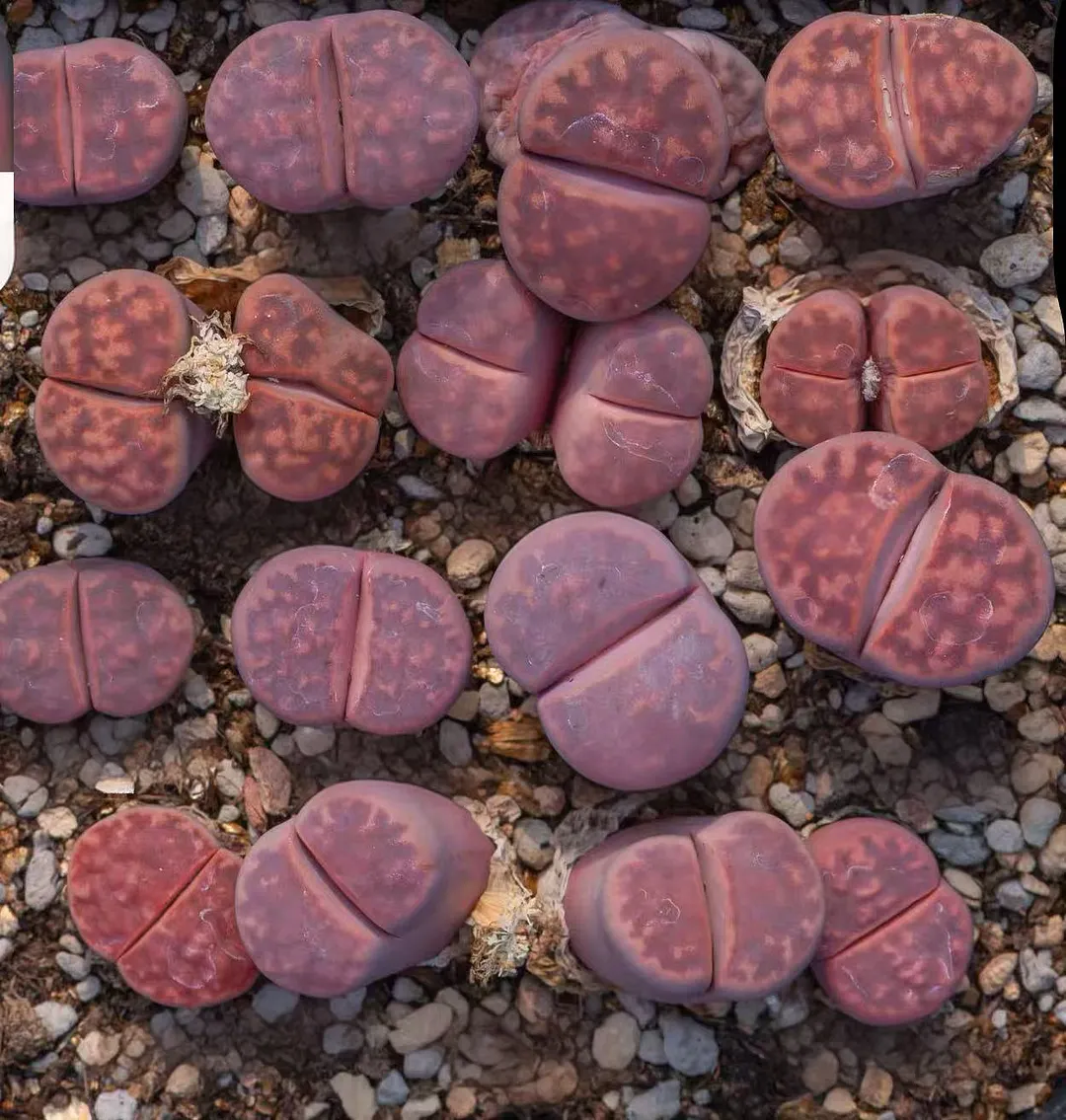 plant Aeonium Echeveria Haworthia  Caudex  Lithops Cactus  Agave 