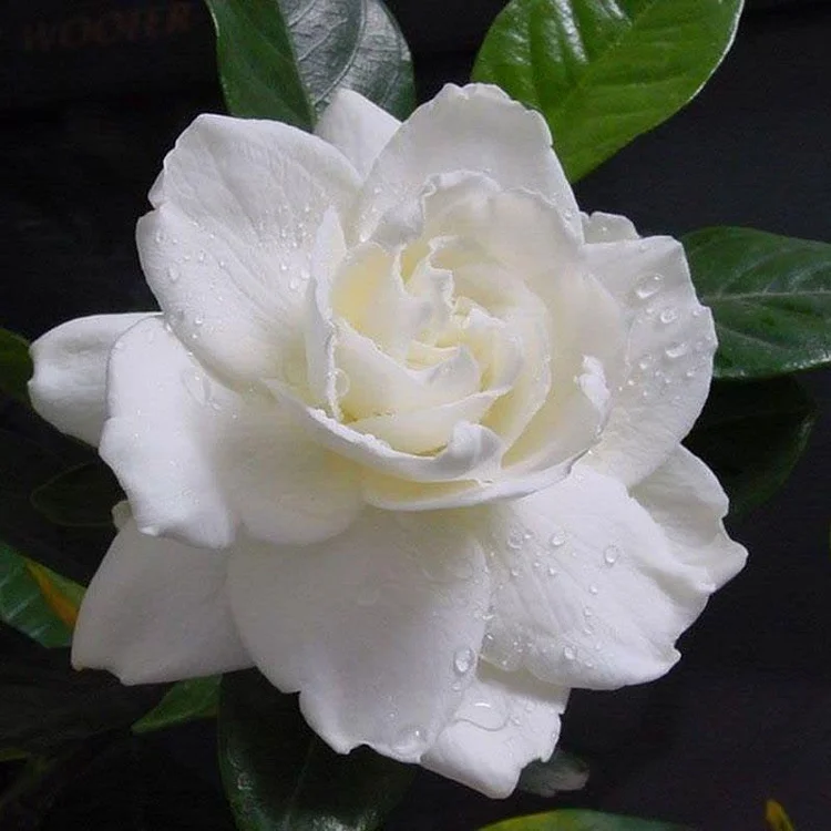 🔥Last Day Sale - 60% OFF🌺 Big Leaf Gardenia Seeds ⚡Buy 2 Get Free Shipping