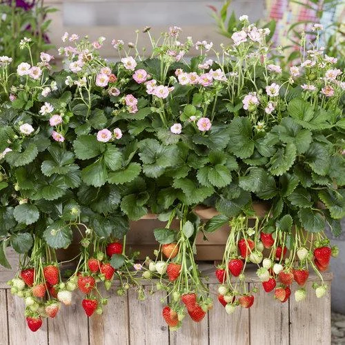 Berried Treasure Pink Strawberry