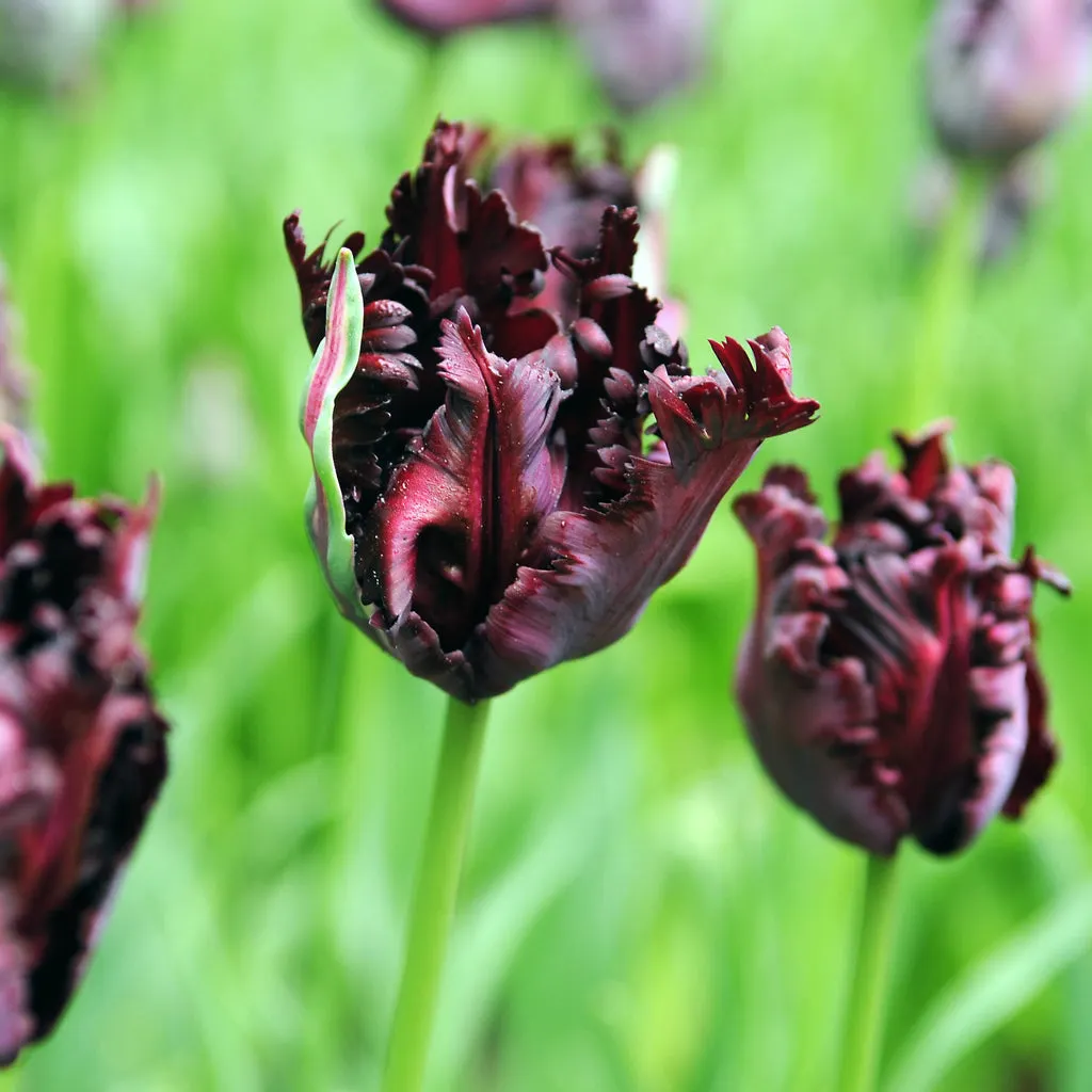 Black Parrot Tulip Seeds