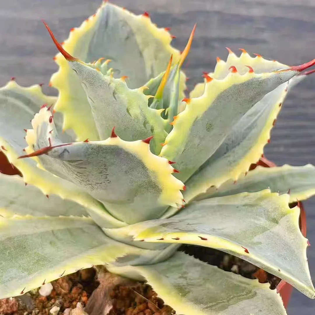 plant Aeonium Echeveria Haworthia  Caudex  Lithops Cactus  Agave 