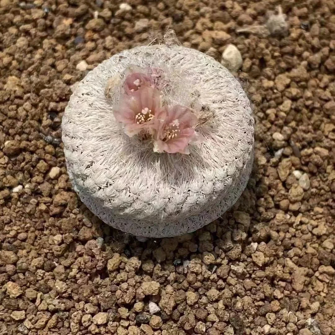 plant Aeonium Echeveria Haworthia  Caudex  Lithops Cactus  Agave 