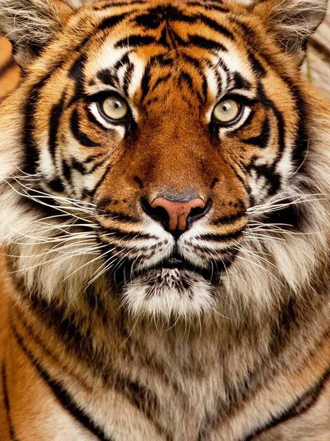 Diamond Painting - Full Round/Square Drill -Tiger(30*40 - 50*60cm)