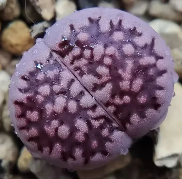 plant Aeonium Echeveria Haworthia  Caudex  Lithops Cactus  Agave 