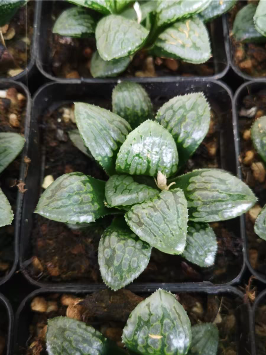 bjbm34. Haworthia retusa malili 4-5cm / Haworthia/ Succulent plants / Garden landscape / Carefully select healthy plants
