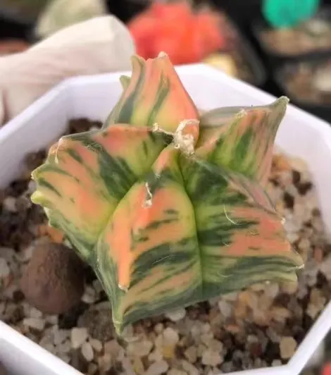 plant Aeonium Echeveria Haworthia  Caudex  Lithops Cactus  Agave 