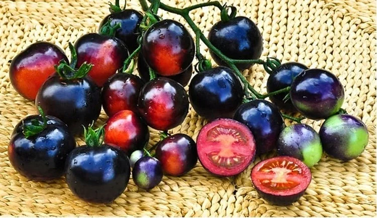 Tomato-Indigo-Rose