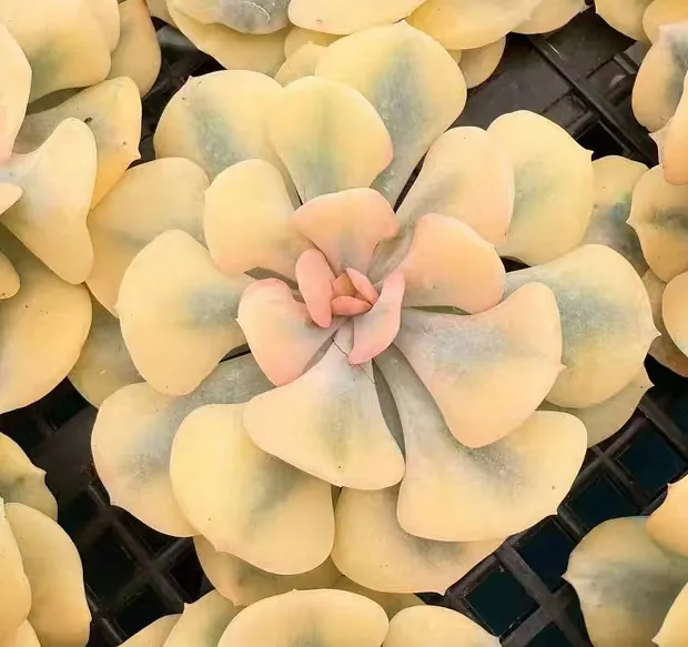 plant Aeonium Echeveria Haworthia  Caudex  Lithops Cactus  Agave 