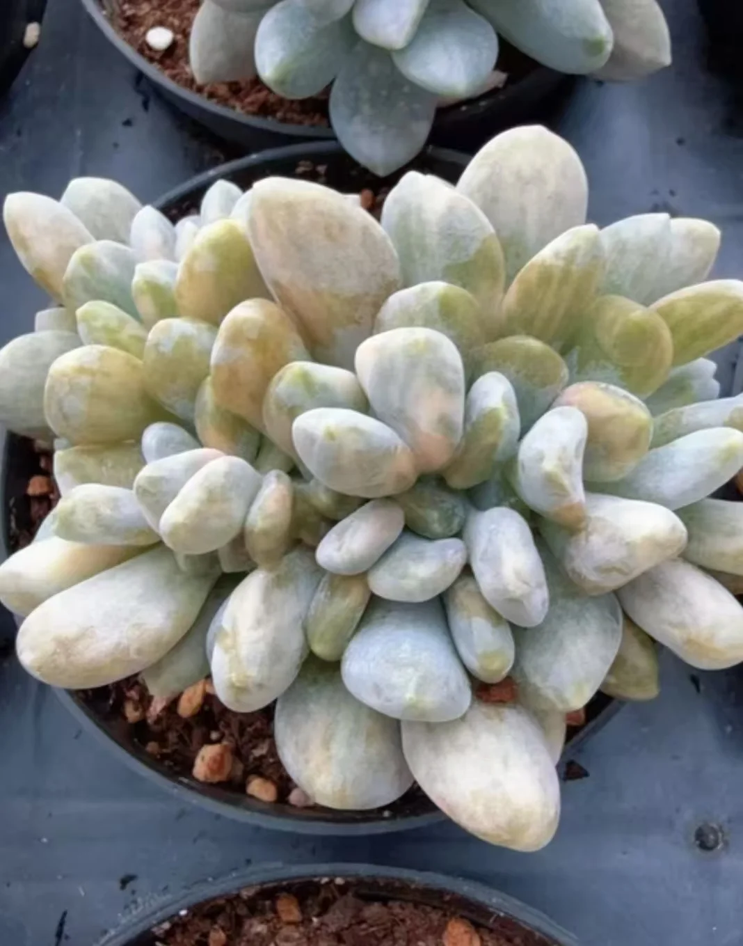 plant Aeonium Echeveria Haworthia  Caudex  Lithops Cactus  Agave 