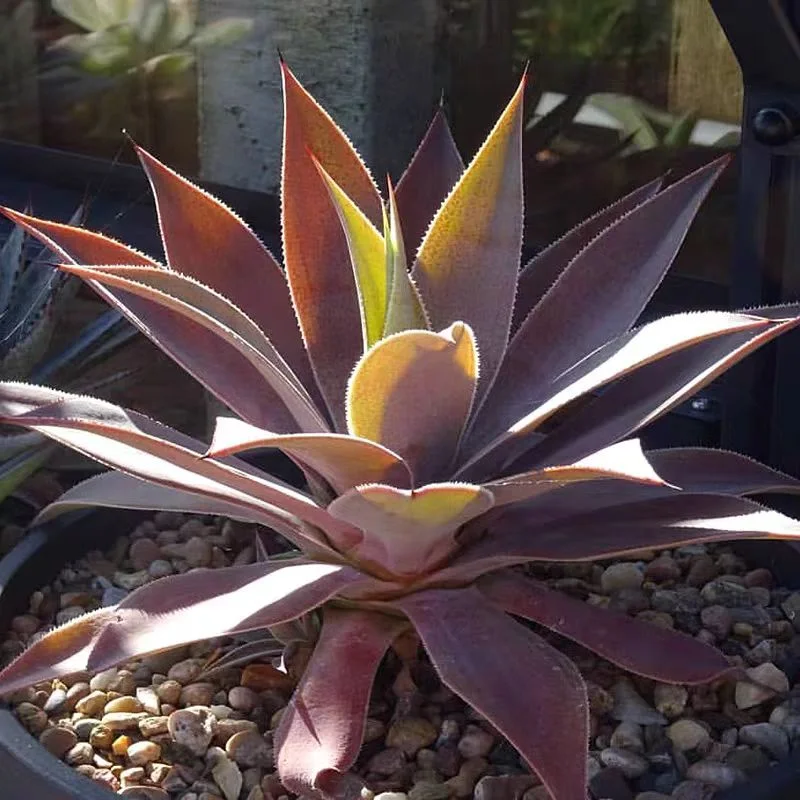 plant Aeonium Echeveria Haworthia  Caudex  Lithops Cactus  Agave 