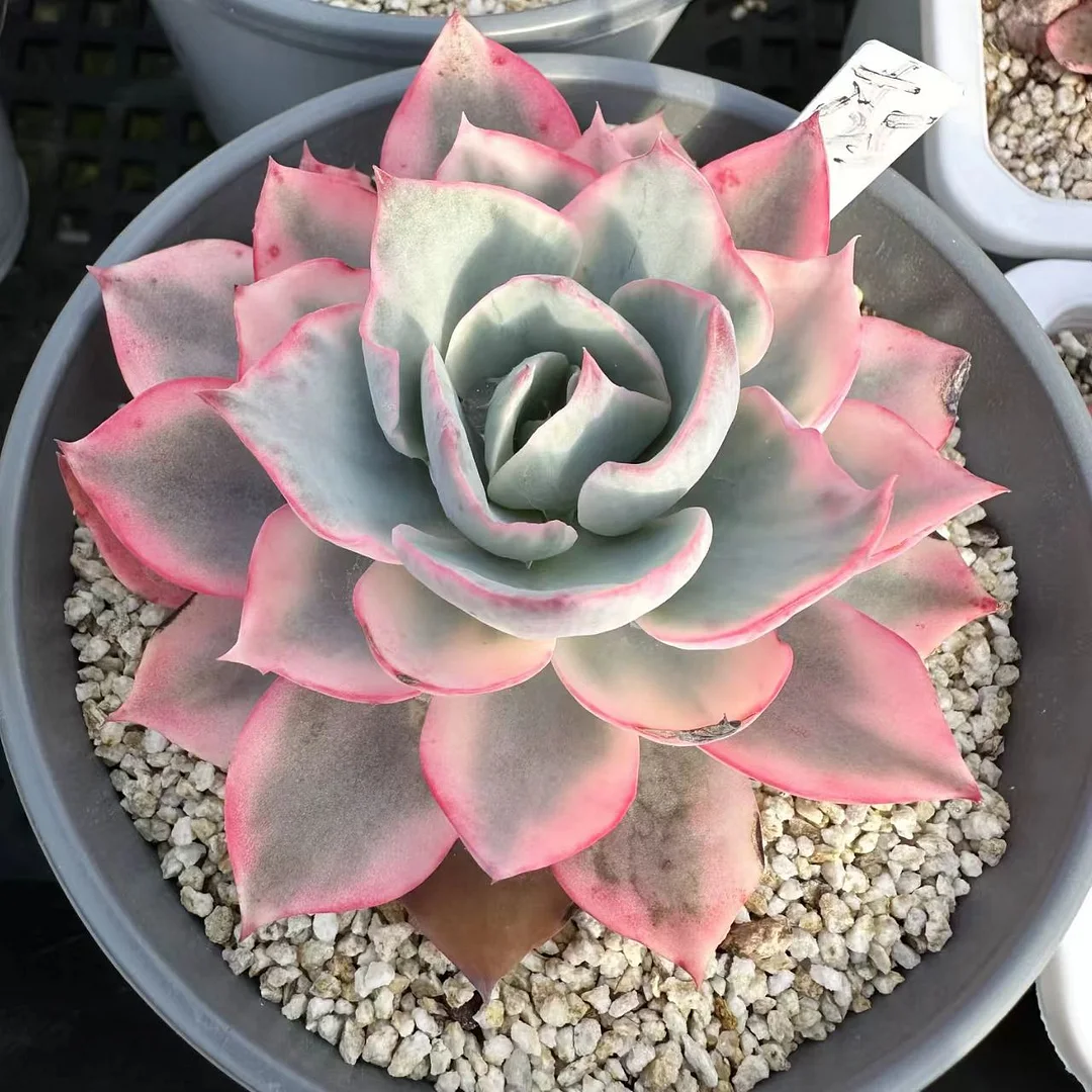 plant Aeonium Echeveria Haworthia  Caudex  Lithops Cactus  Agave 