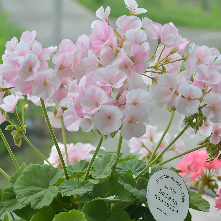 🌸Geranium - Happiness Is Around You