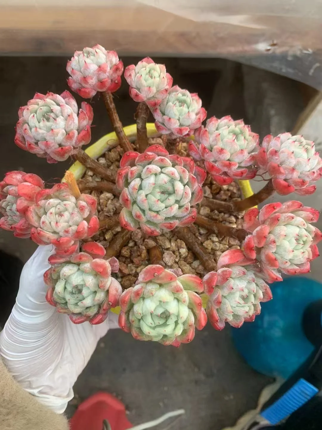 plant Aeonium Echeveria Haworthia  Caudex  Lithops Cactus  Agave 