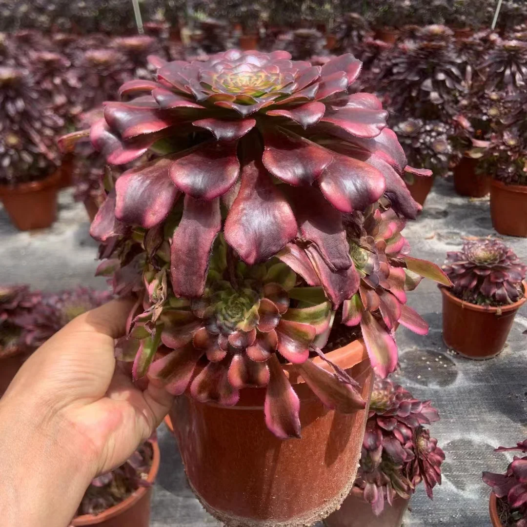 plant Aeonium Echeveria Haworthia  Caudex  Lithops Cactus  Agave 