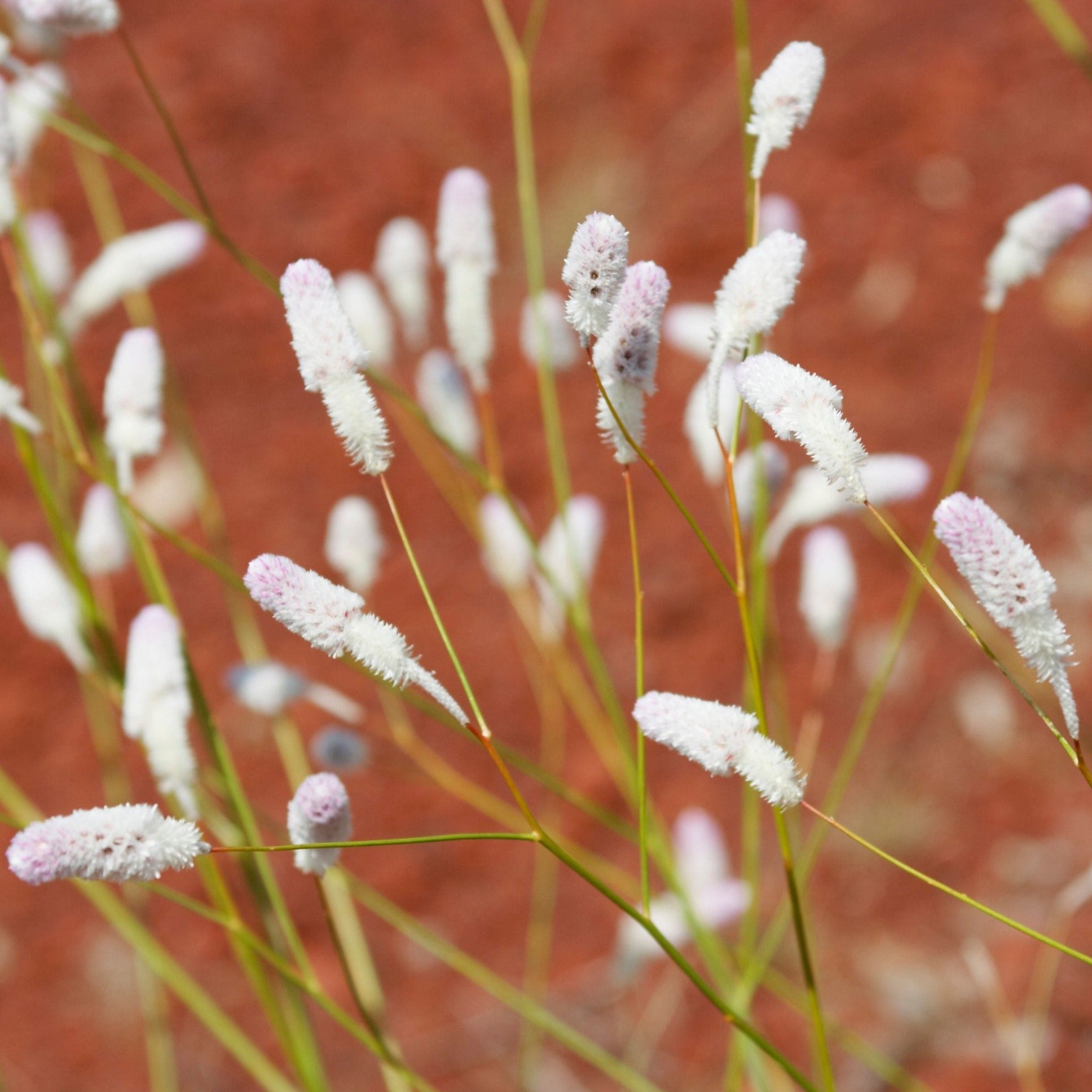 Weeping Mulla Mulla Ptilotus calostachyus Australian Native | X 20 Seeds