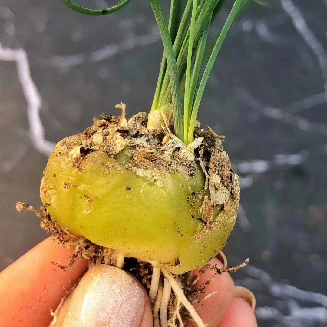 plant Aeonium Echeveria Haworthia  Caudex  Lithops Cactus  Agave 