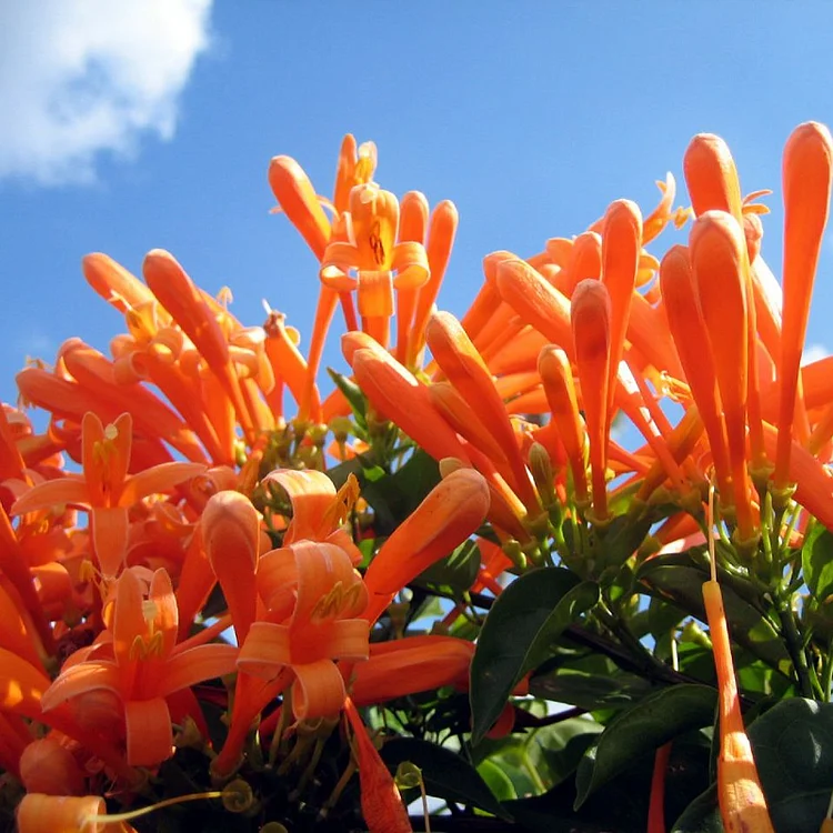 🏵️ Pyrostegia venusta Seeds &ndash; The Winter-Blooming Wonder Vine