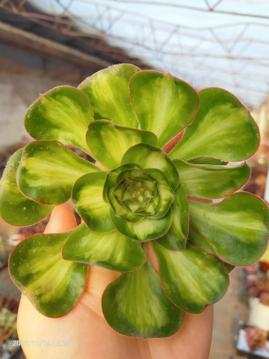 plant Aeonium Echeveria Haworthia  Caudex  Lithops Cactus  Agave 