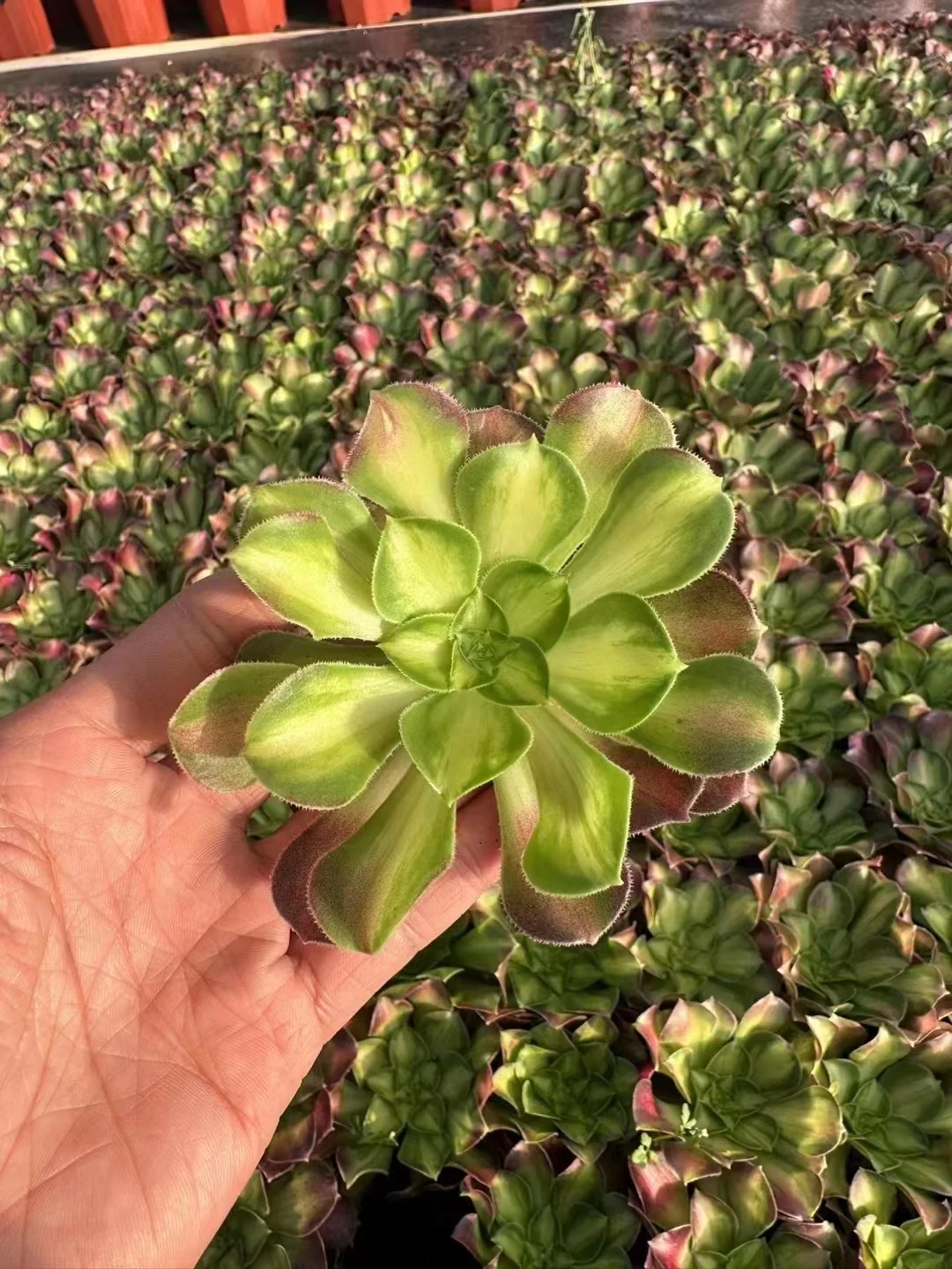 plant Aeonium Echeveria Haworthia  Caudex  Lithops Cactus  Agave 