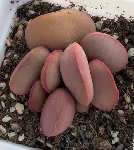 plant Aeonium Echeveria Haworthia  Caudex  Lithops Cactus  Agave 