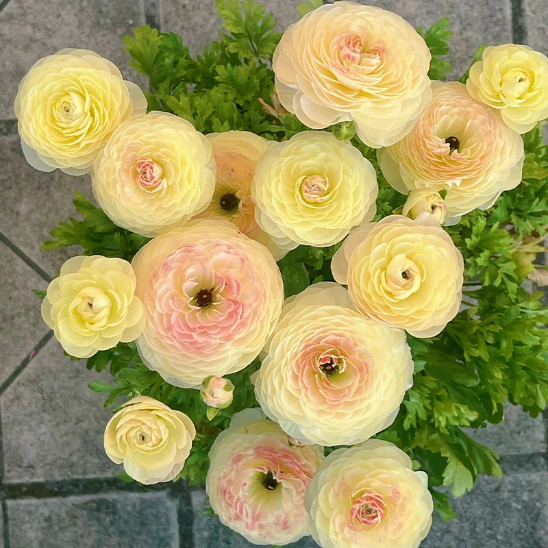 🌺 Ranunculus - Sacred Love