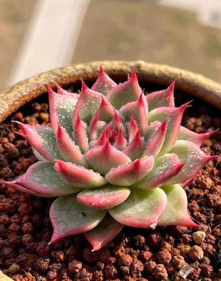 plant Aeonium Echeveria Haworthia  Caudex  Lithops Cactus  Agave 