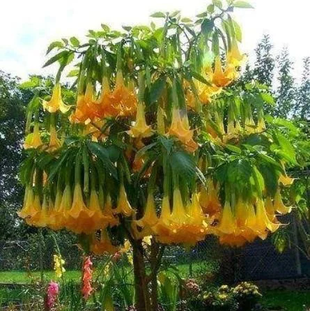 50pcs/Bag Datura Brugmansia Seeds Potted Bonsai Trumpets Angel Flower Seeds