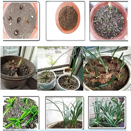 Spider Lily Bulbs-Multicolor🌈