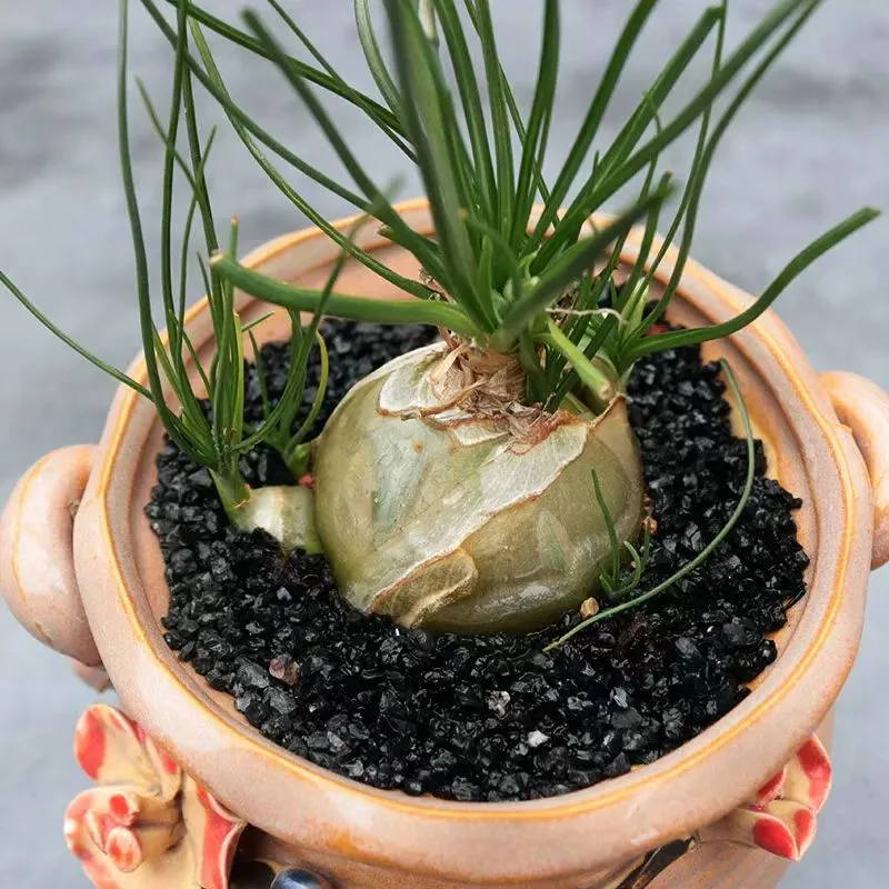 plant Aeonium Echeveria Haworthia  Caudex  Lithops Cactus  Agave 