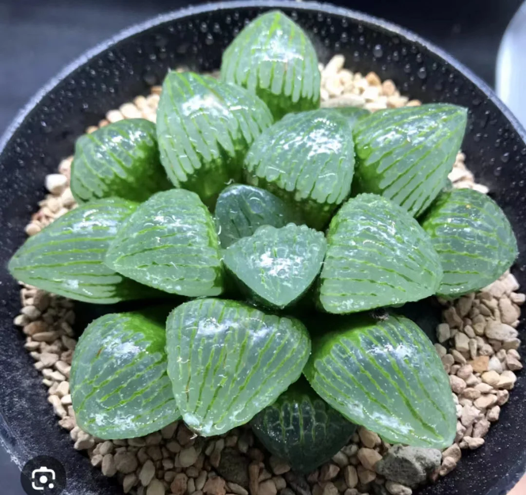 cy19.Haworthia Oyayubihime 6-8cm/ Haworthia/ Succulent plants / Garden landscape / Carefully select healthy plants