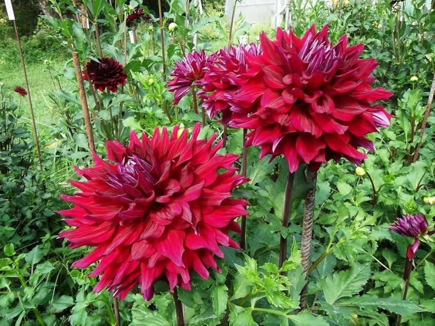Amazon.com : 2 Zorro Dinnerplate Dahlia Tubers - Root - Bulb - Plant - Spring Planting & Summer Flowers - Blooming Size : Patio. Lawn & Garden